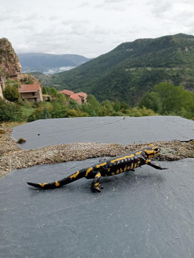 Cal Ferrer Habitatge Rural Villa Cava ภายนอก รูปภาพ